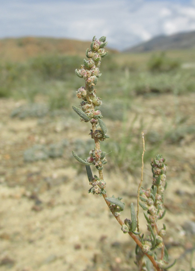 Image of Bassia prostrata specimen.