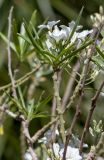 Convolvulus floridus