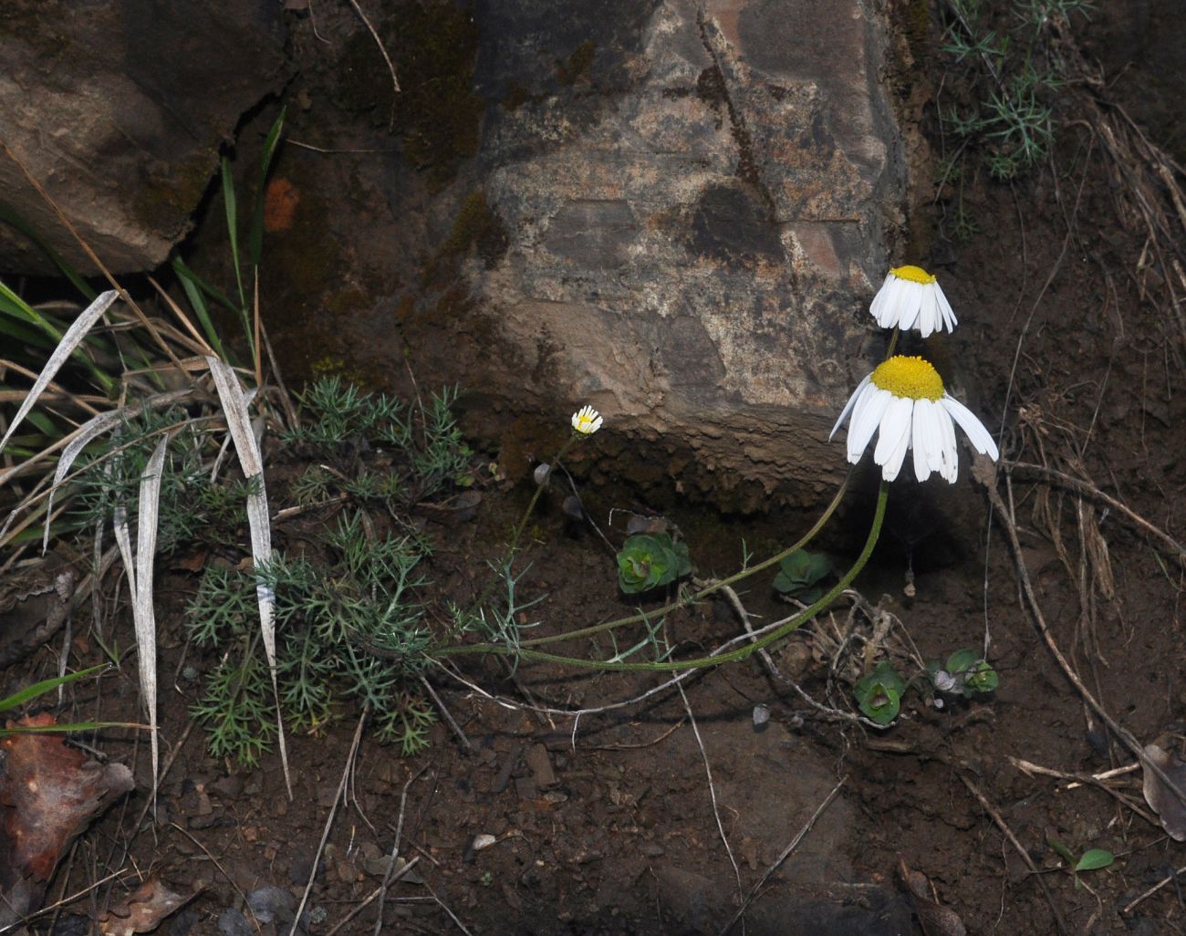 Image of genus Tripleurospermum specimen.