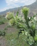 Cirsium echinus. Верхушка веточки с развивающимися соцветиями. Дагестан, Докузпаринский р-н, окр. с. Усухчай, ок. 1100 м н.у.м., каменистое место. 04.06.2019.