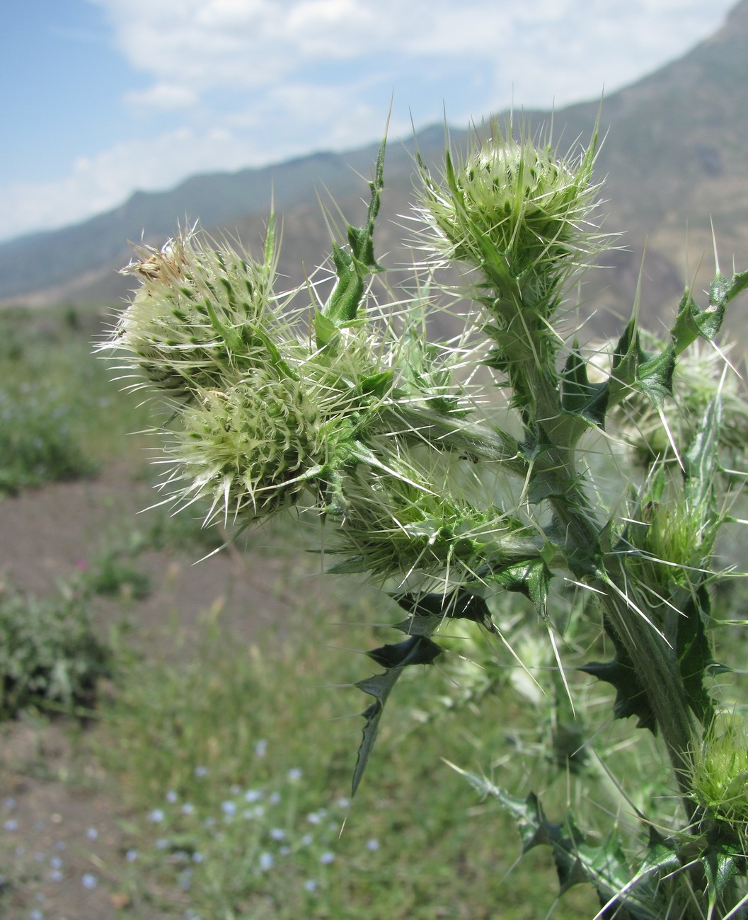 Изображение особи Cirsium echinus.