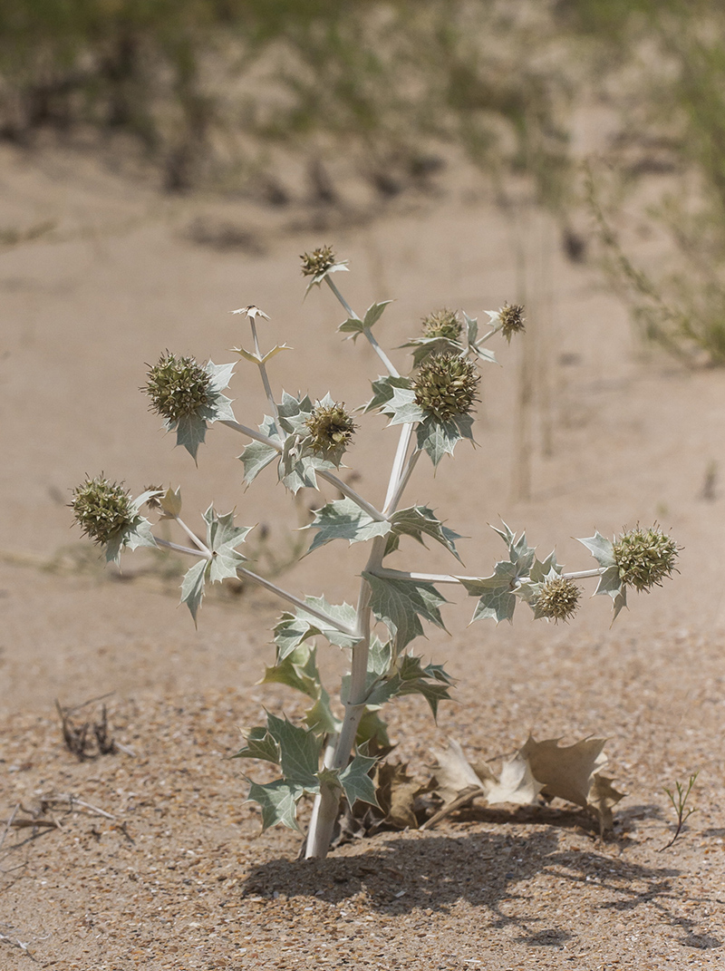 Изображение особи Eryngium maritimum.