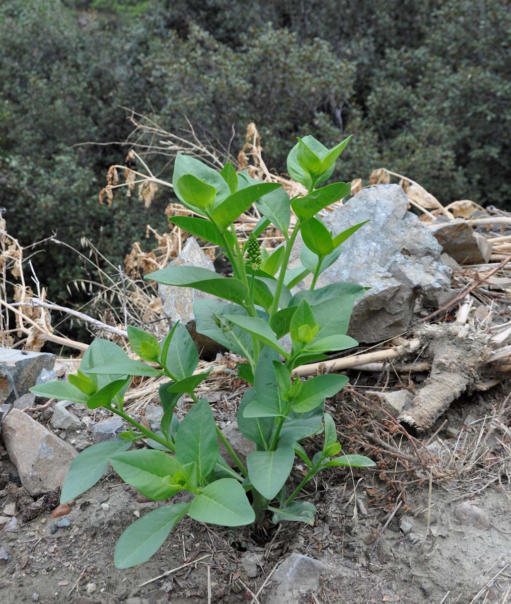 Изображение особи Phytolacca pruinosa.