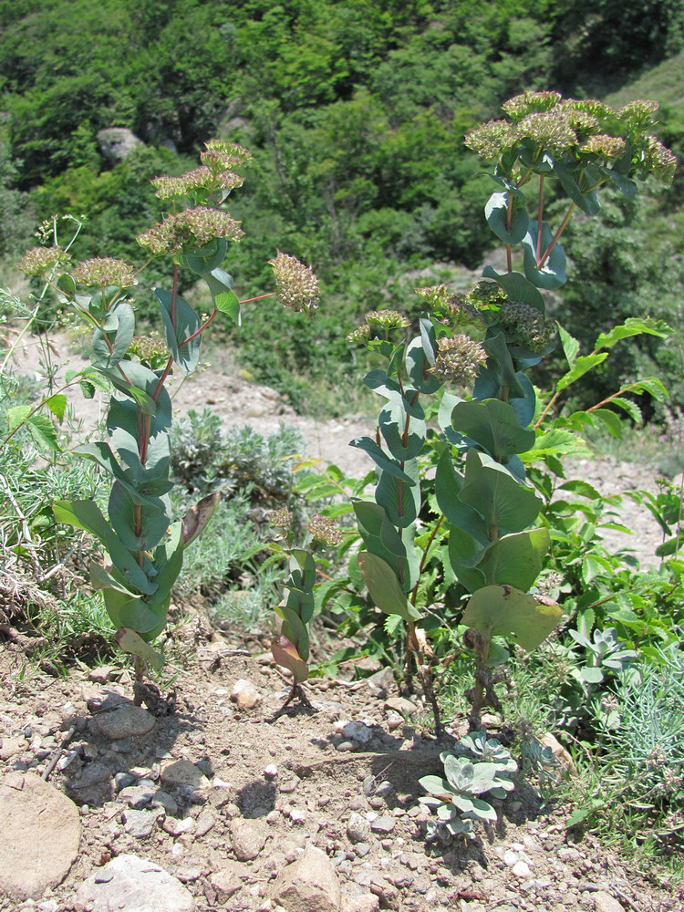 Image of Bupleurum rotundifolium specimen.