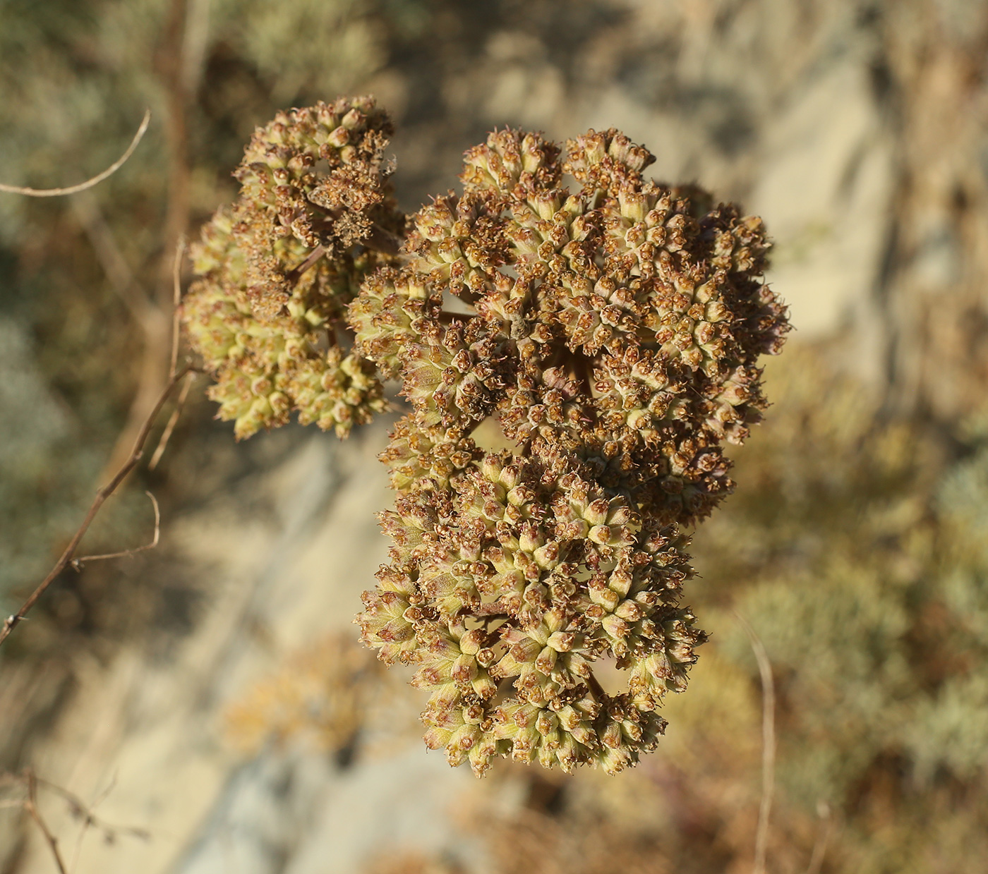 Image of Seseli ponticum specimen.