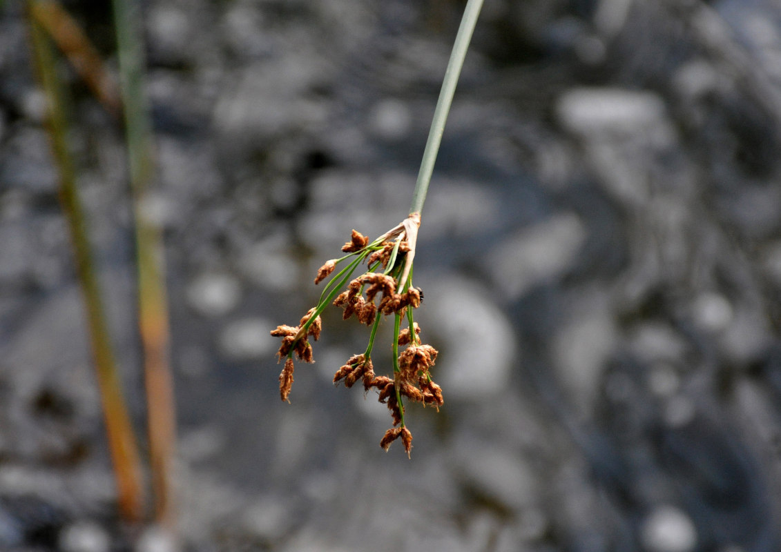 Изображение особи Schoenoplectus lacustris.