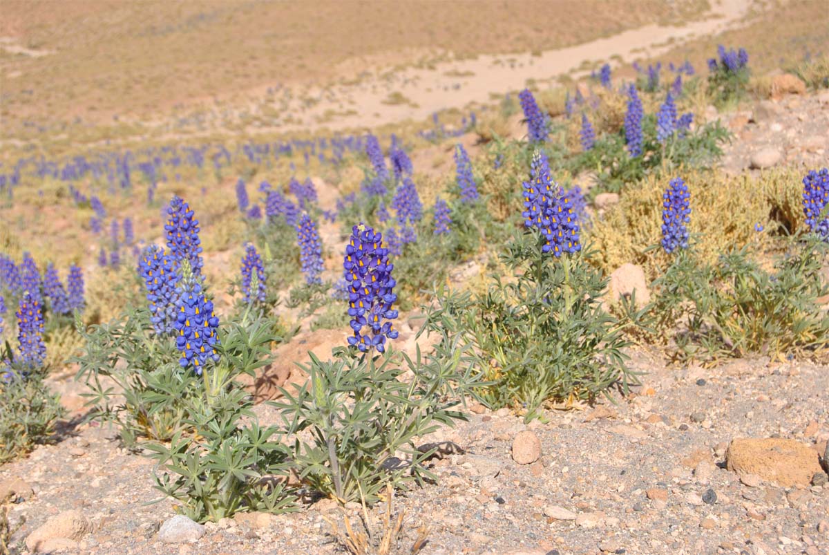 Изображение особи Lupinus oreophilus.