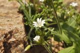 Cerastium fischerianum. Верхушка побега с соцветием. Приморье, о. Шкота, \"розовая\" бухта, каменистая осыпь под скалой. 26.05.2019.