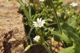 Cerastium fischerianum