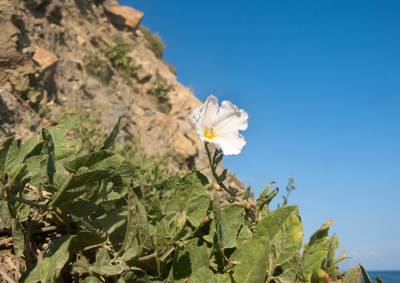 Изображение особи Convolvulus arvensis.