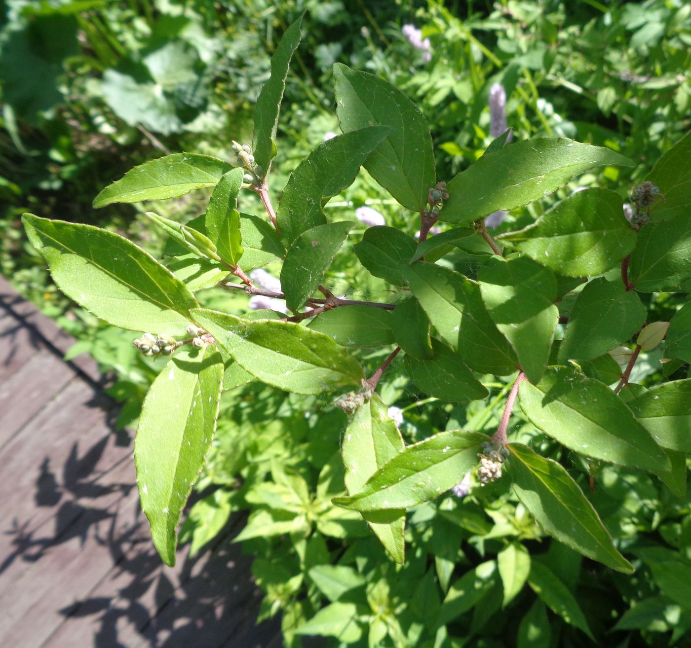 Image of Deutzia scabra specimen.
