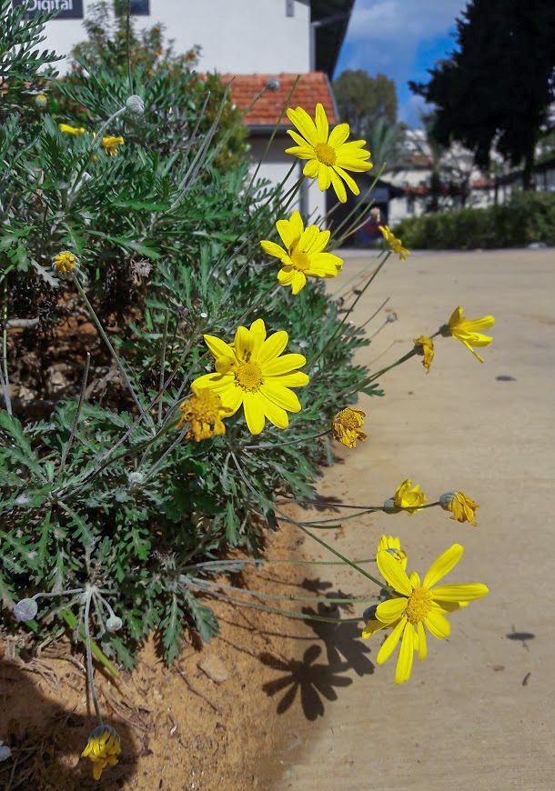 Изображение особи Euryops pectinatus.