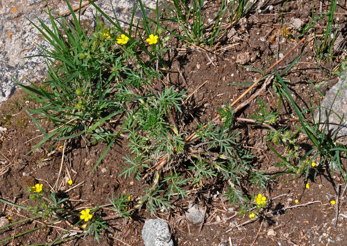 Изображение особи Potentilla tergemina.