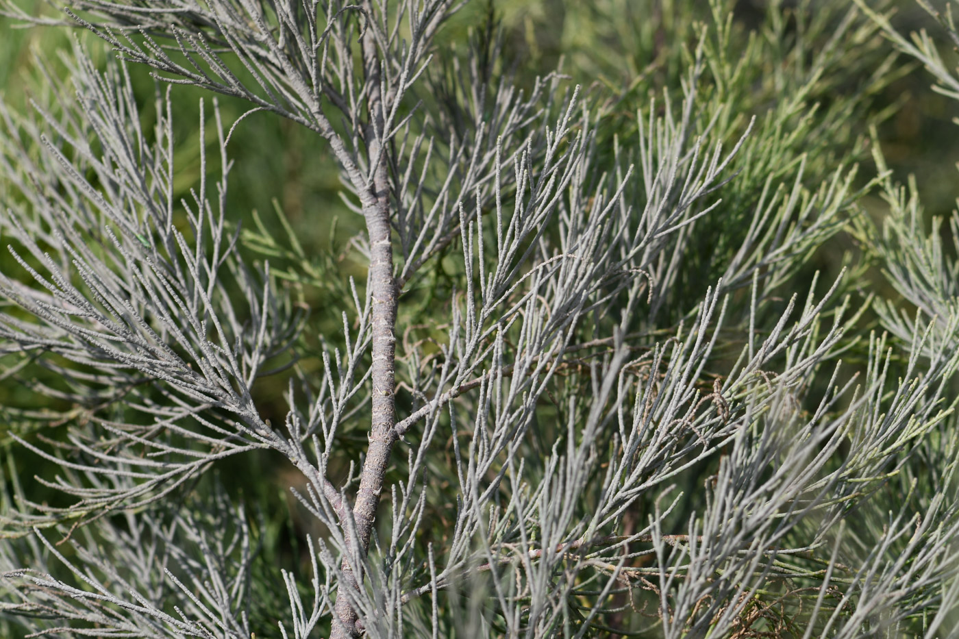 Image of Tamarix aphylla specimen.