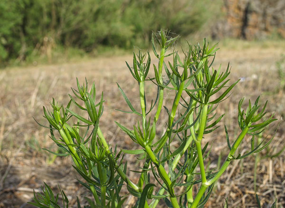 Image of Falcaria vulgaris specimen.