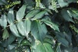 genus Mahonia