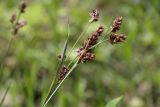 Luzula pallescens. Верхушка плодоносящего побега. Костромская обл., Судиславский р-н, окр. дер. Антипино, долина р. Пуга (правый приток р. Меза), опушка леса. 25.06.2017.