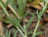 Felicia australis