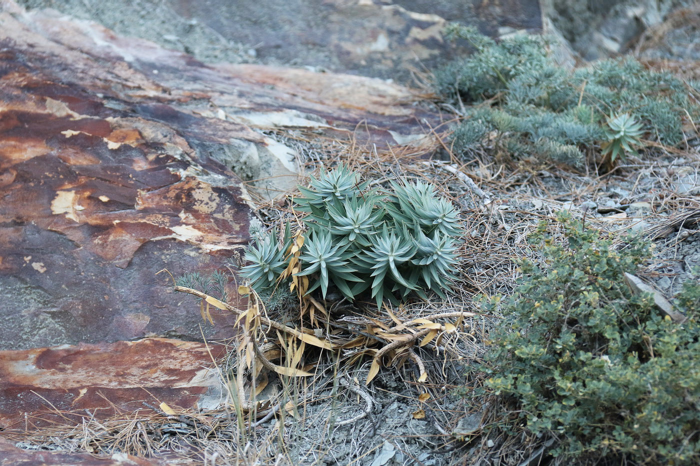 Изображение особи Euphorbia rigida.