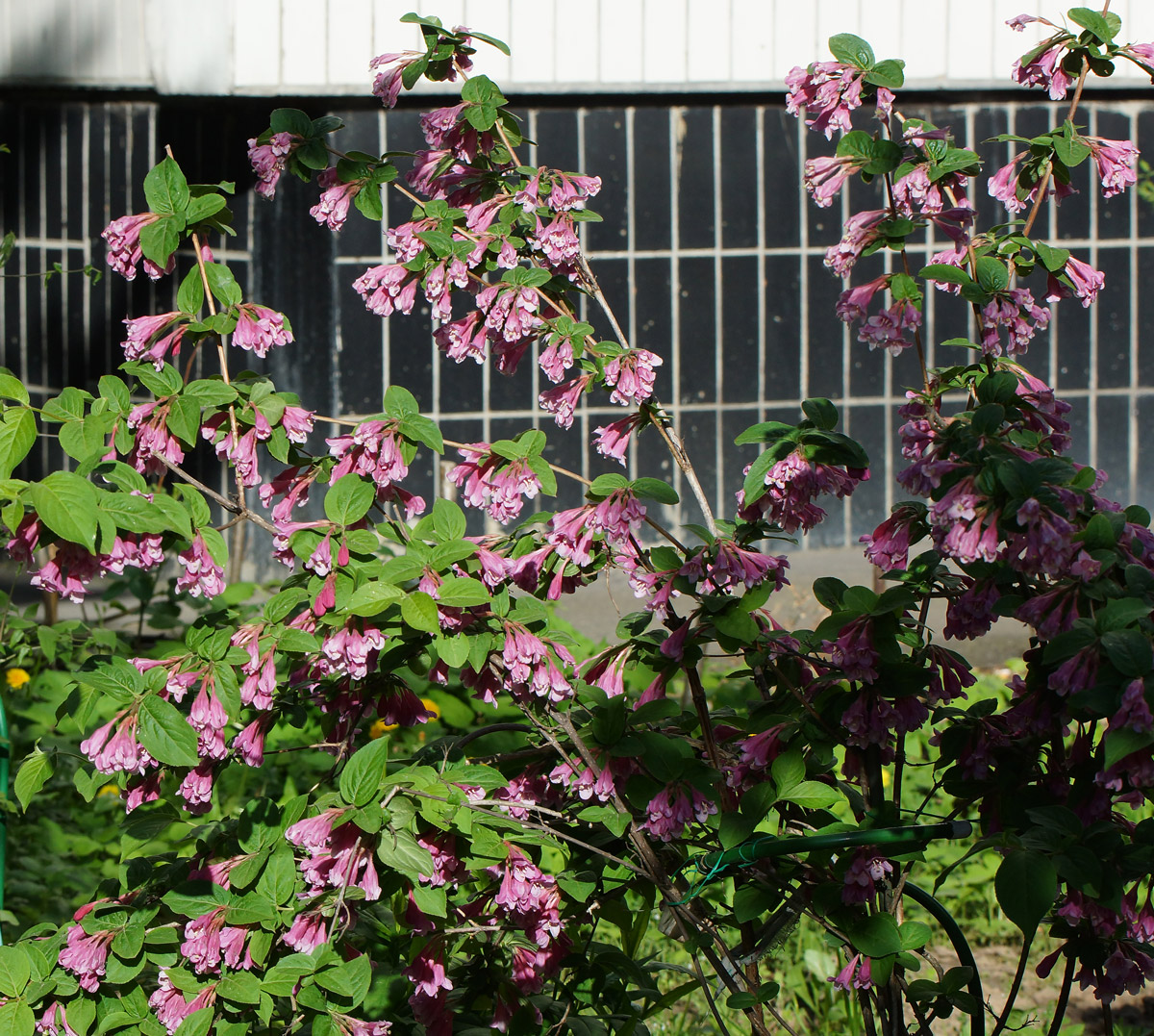 Image of Weigela praecox specimen.