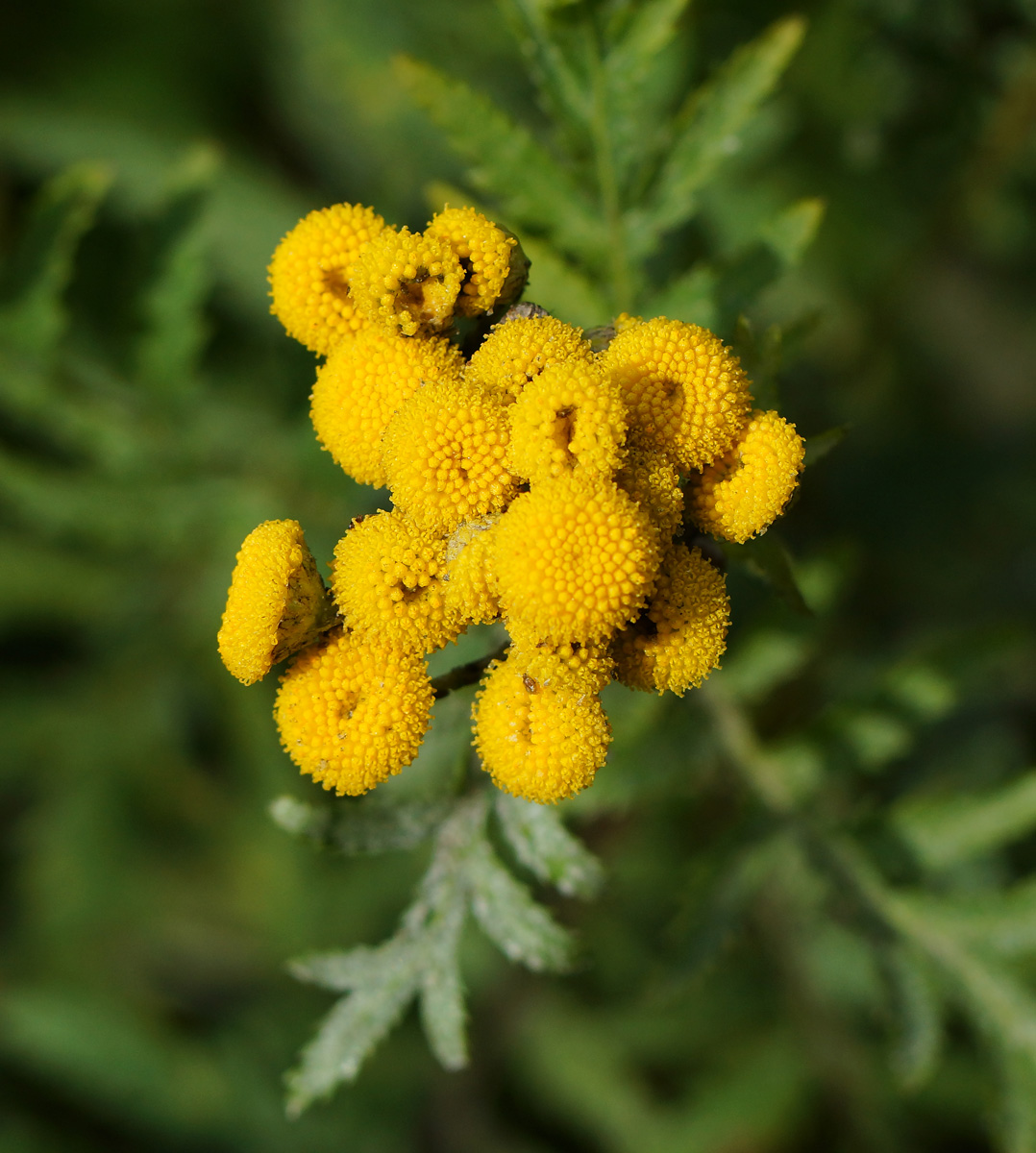 Image of Tanacetum vulgare specimen.