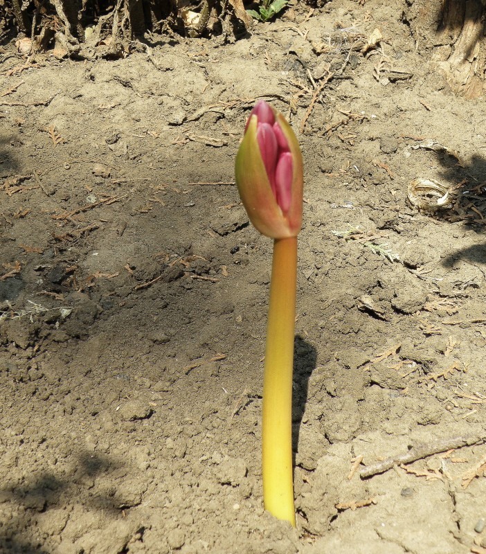 Image of Lycoris squamigera specimen.