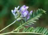 Astragalus tibetanus