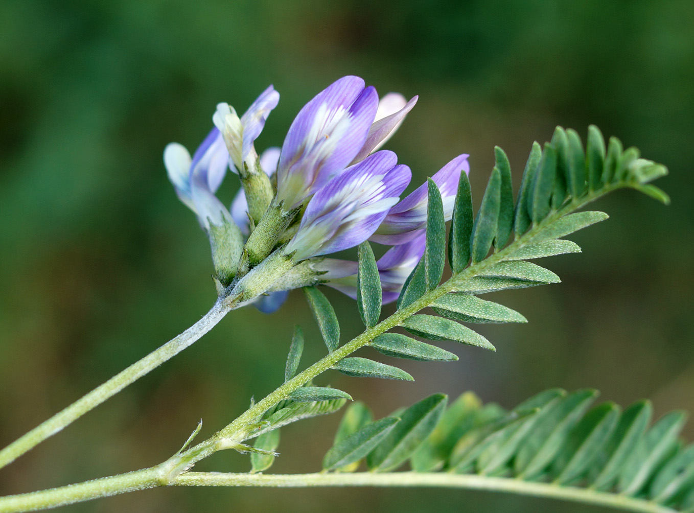 Изображение особи Astragalus tibetanus.