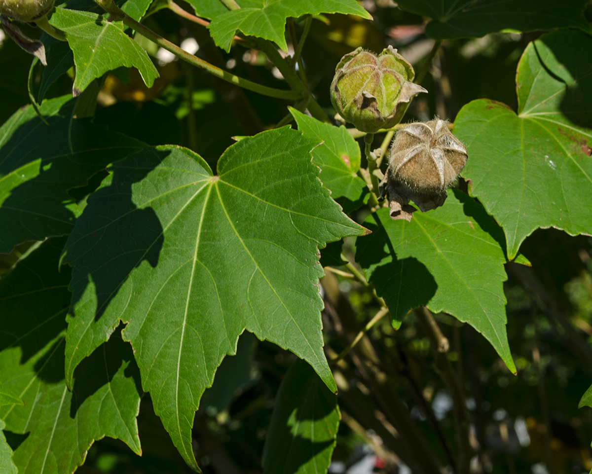 Image of Hibiscus mutabilis specimen.
