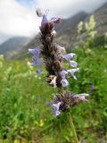 Nepeta mariae