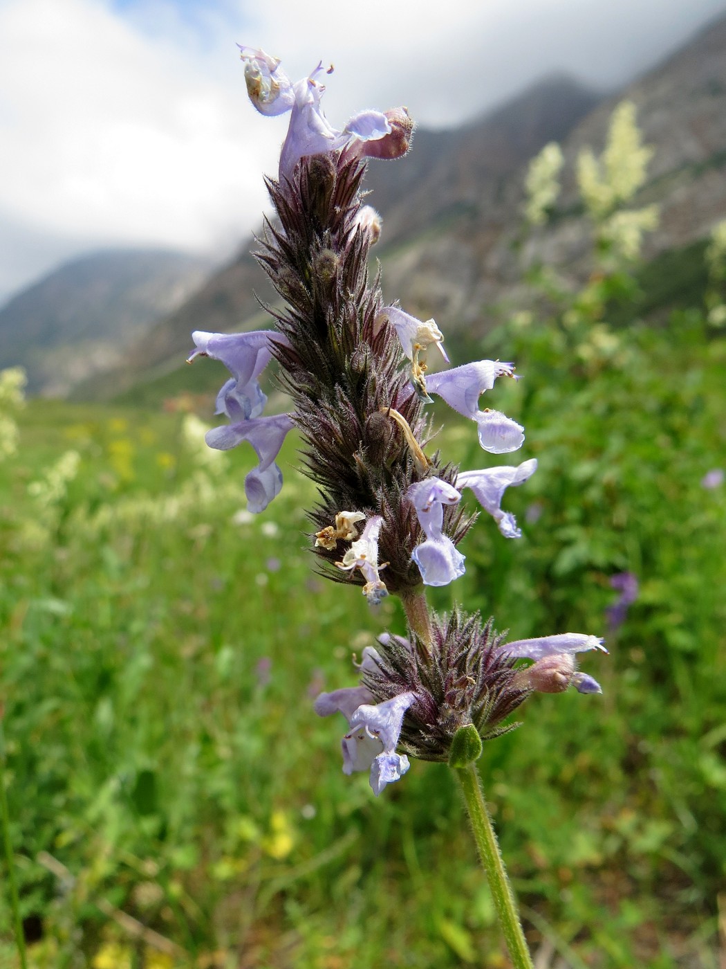 Image of Nepeta mariae specimen.