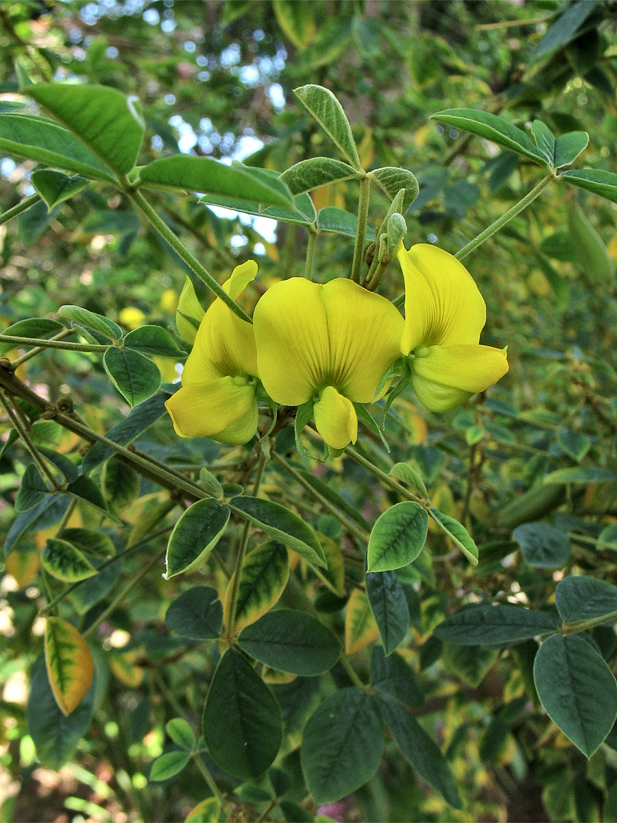 Image of Crotalaria capensis specimen.