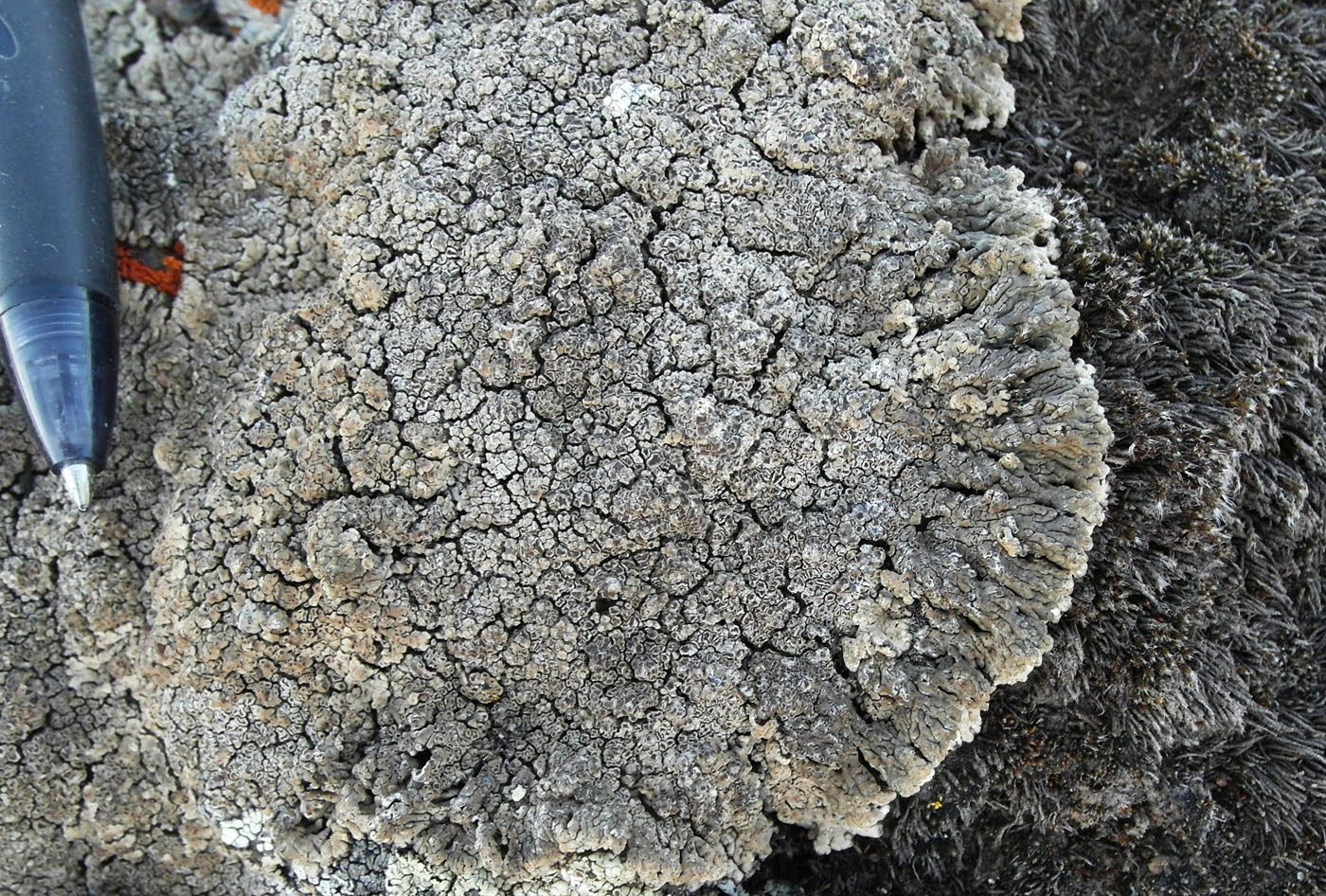 Image of Lobothallia praeradiosa specimen.