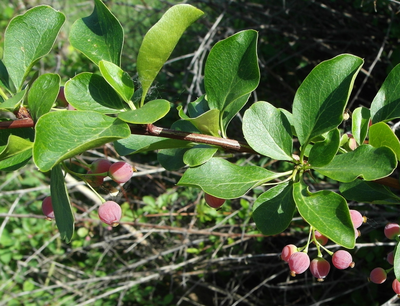 Image of Berberis sphaerocarpa specimen.