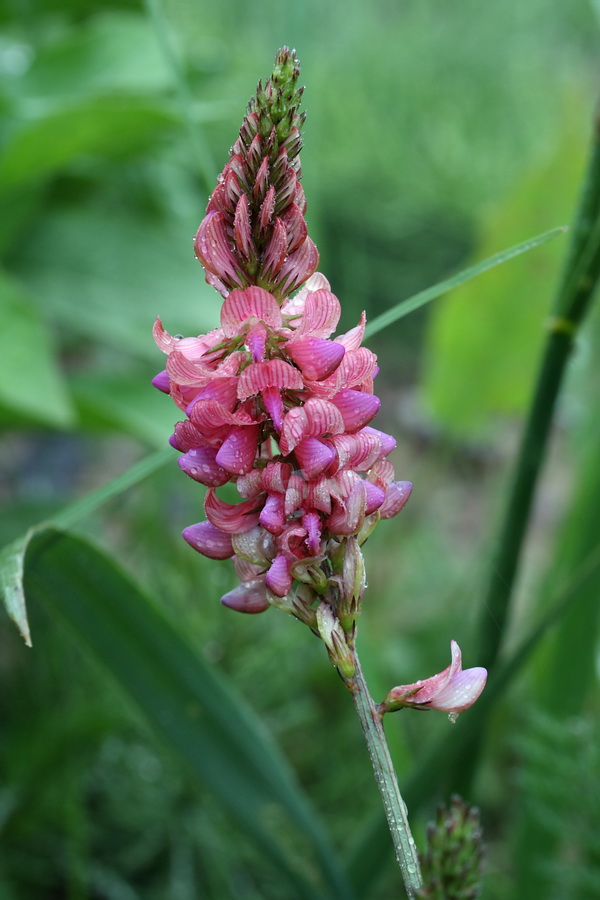 Изображение особи Onobrychis viciifolia.