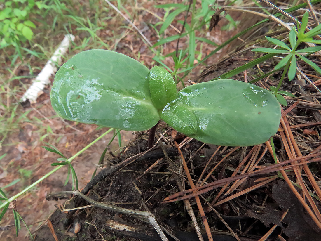 Image of Helianthus annuus specimen.