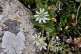 Stellaria alatavica