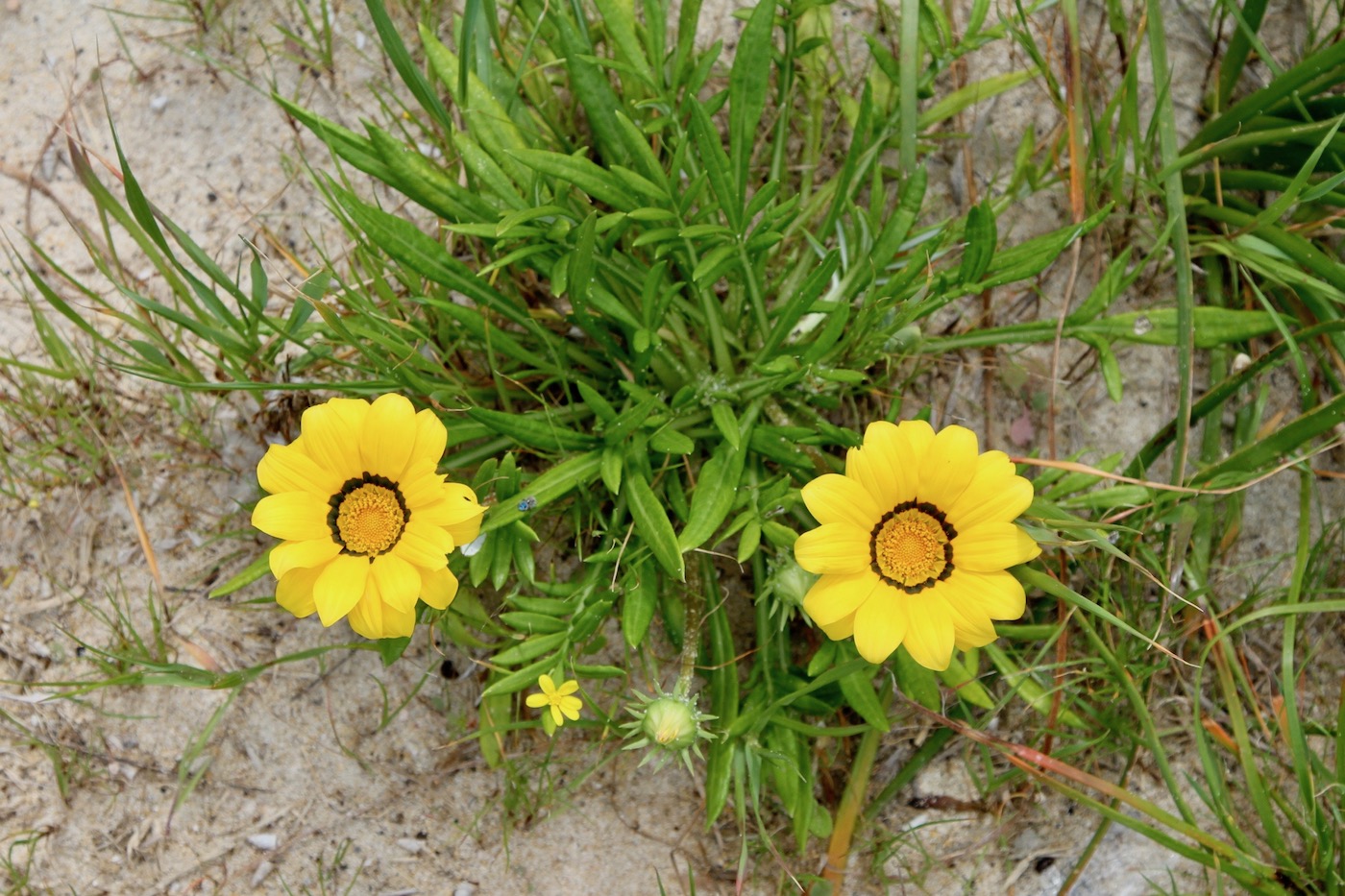 Image of Gazania linearis specimen.