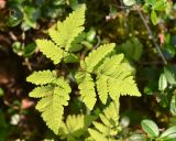 Gymnocarpium dryopteris