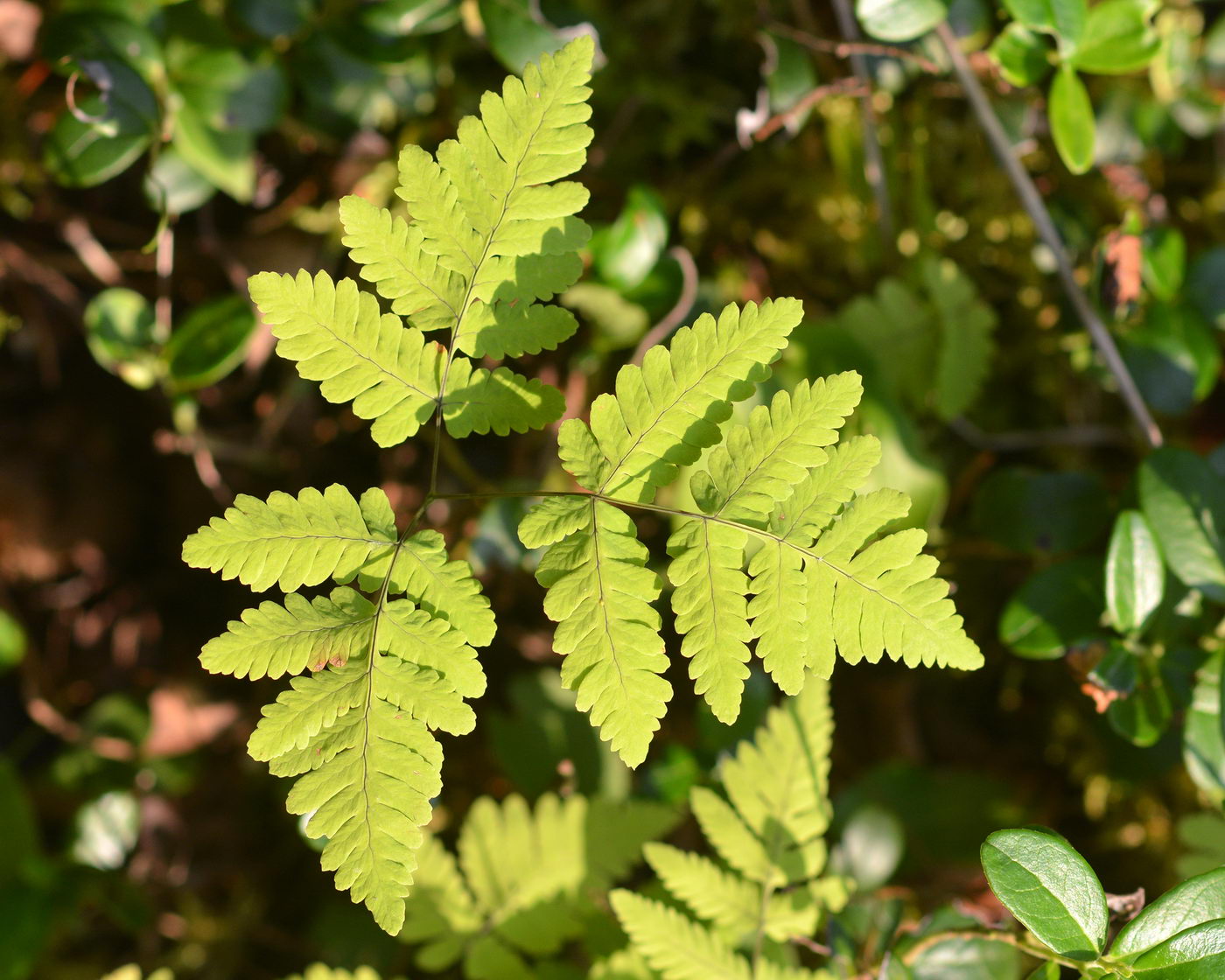 Image of Gymnocarpium dryopteris specimen.