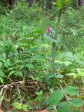 Lathyrus pisiformis. Часть побега с соцветием. Свердловская обл., окр. г. Среднеуральск, дер. Коптяки, опушка смешанного леса. 13.06.2010.