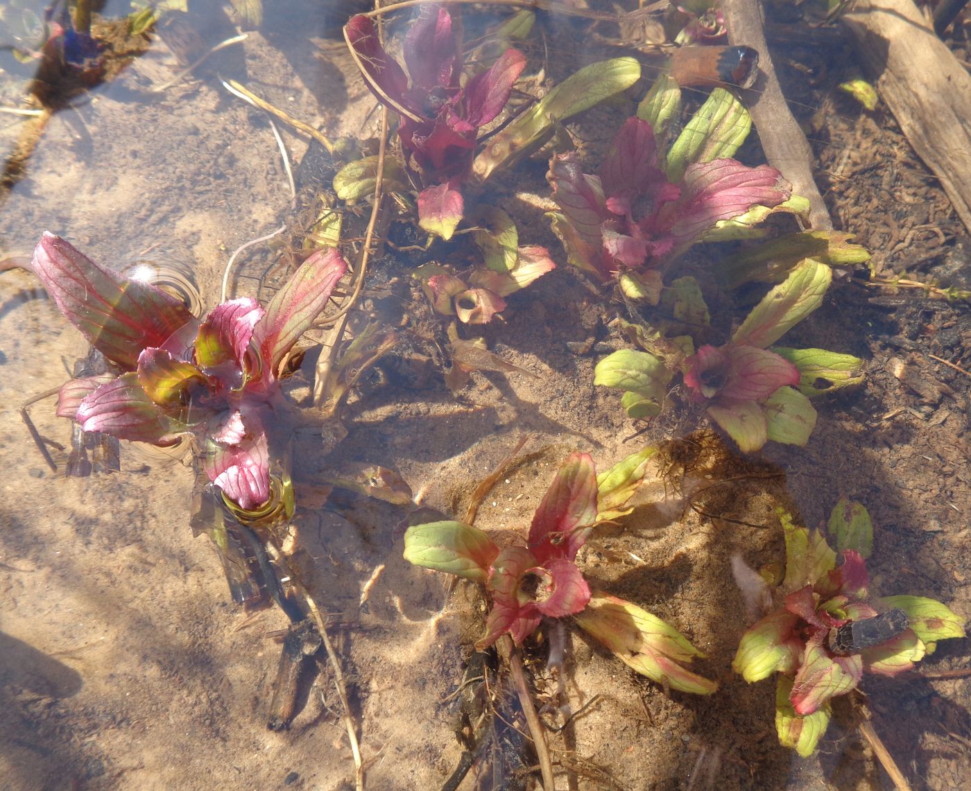 Image of genus Epilobium specimen.