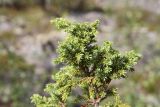 Juniperus sibirica