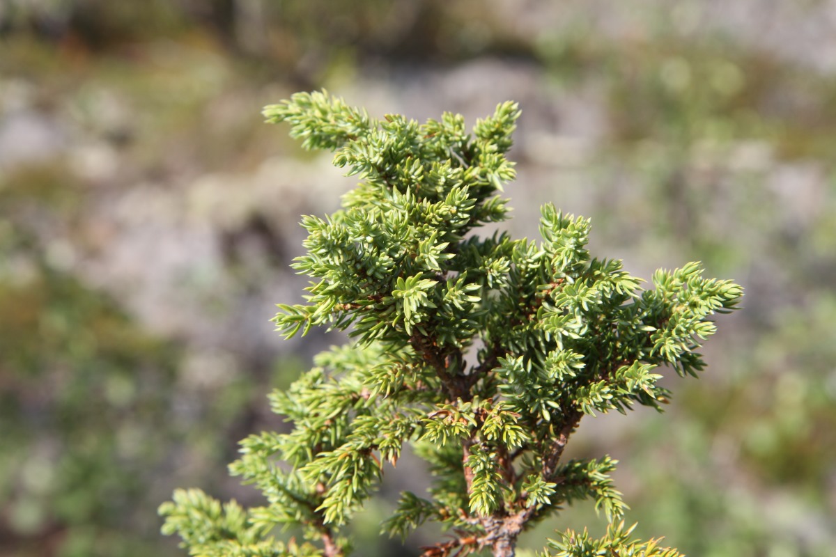 Изображение особи Juniperus sibirica.