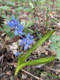 Scilla siberica