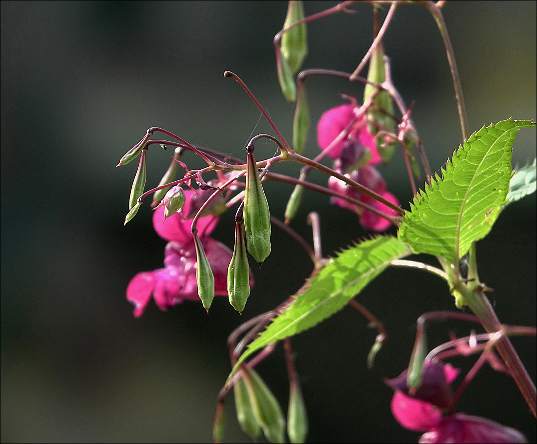 Изображение особи Impatiens glandulifera.