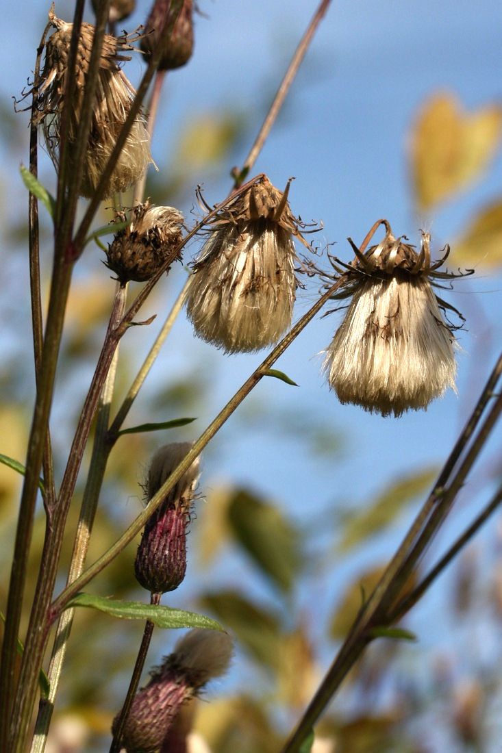 Изображение особи Cirsium arvense.