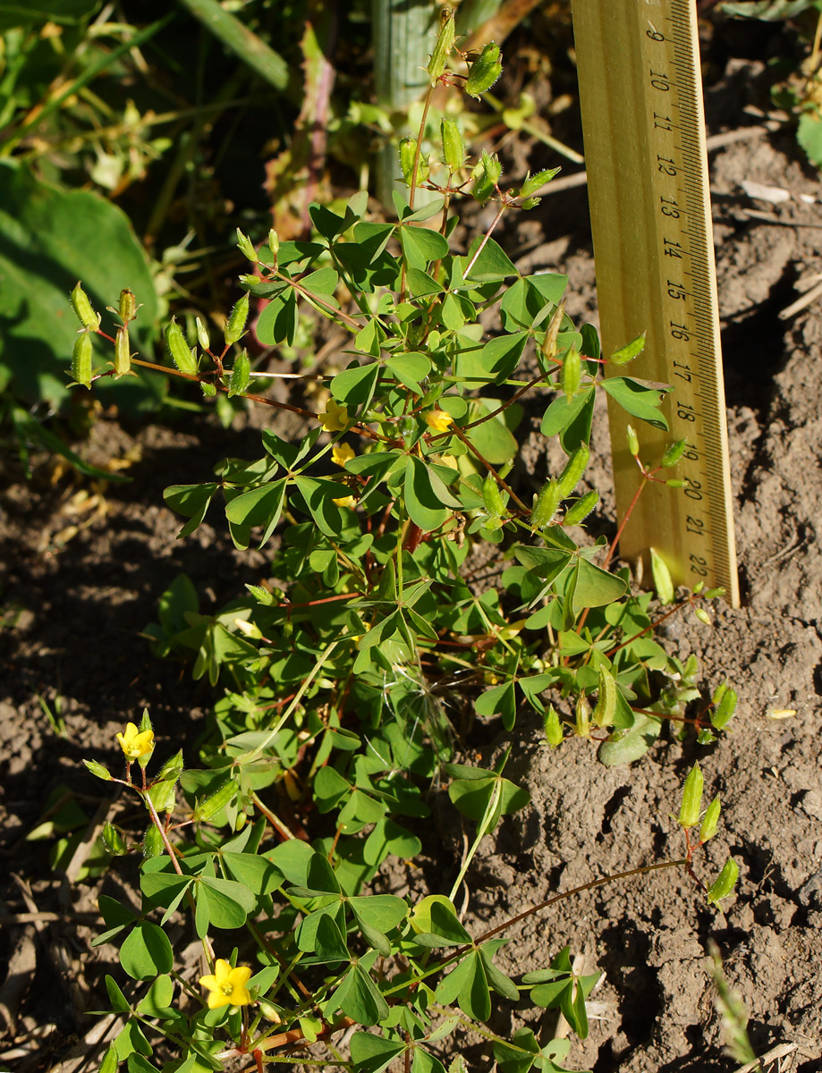 Изображение особи Oxalis stricta.