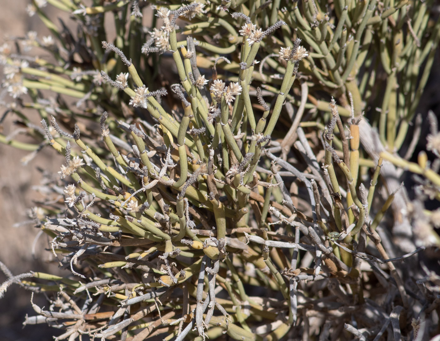 Image of Arthraerua leubnitziae specimen.