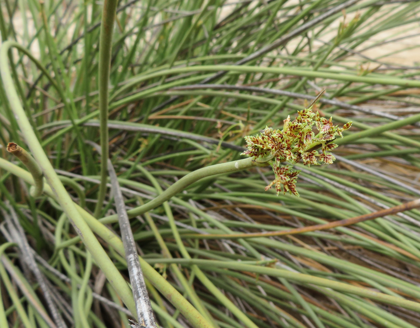 Изображение особи Cyperus marginatus.